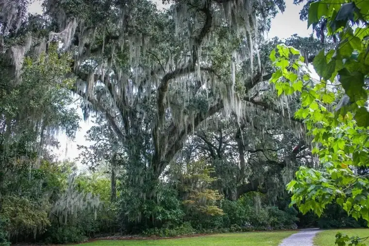 Live oaks and a lake shore in the lake country north of Tampa, Florida